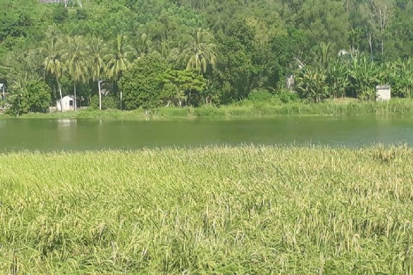 Green view in Dong Du village