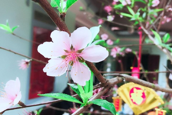 Lucky Peach Flower 2018