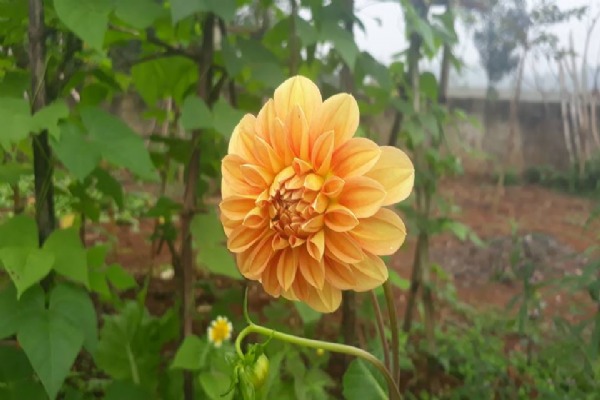 Margrita Flower