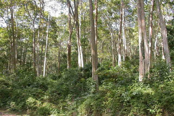 Suong Le Forest