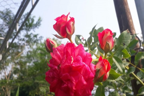 Rose Garden at Dong Du