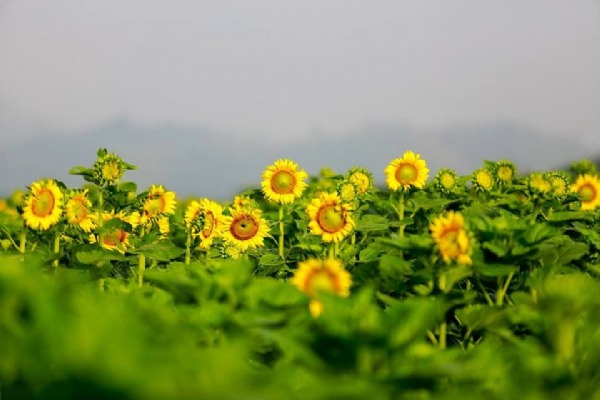 Nghia Dan Sunflowers Valley Attracts Beauty Seekers in Western Nghe An