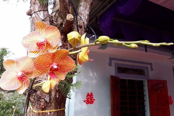 Dong Du orchid