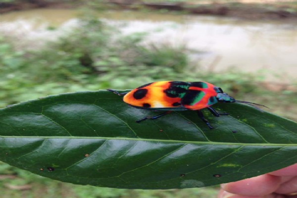 Green ladybird