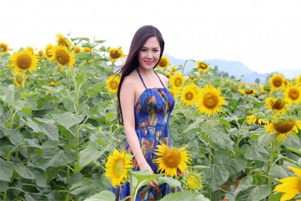 Sunflowers in Dong Du, Nghia Dan brighten up the lives of Vietnam youths 
