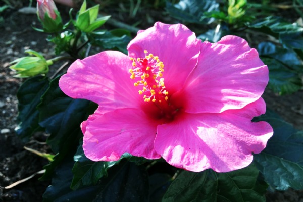 Lovely Hibiscus