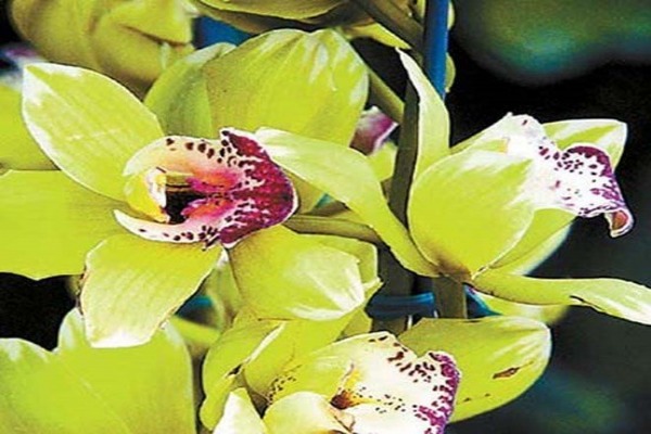 Orchidé du village