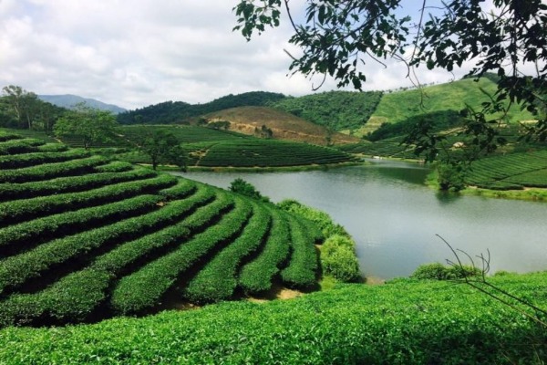 Evergreen Tea Fields