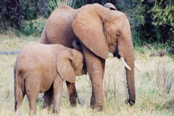 Elephants in Pumat