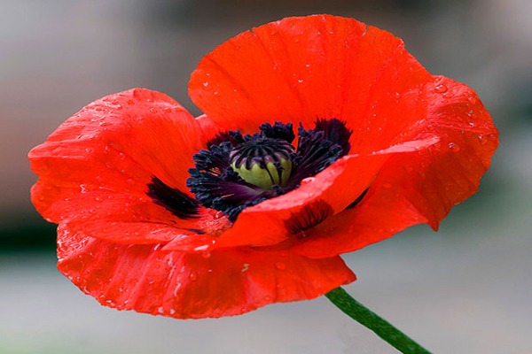 Opium flower