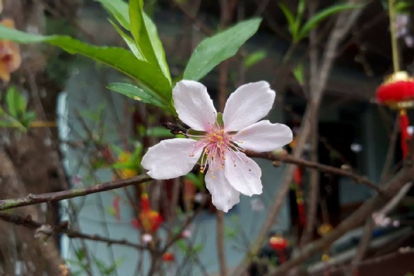 Lucky Peach Flower