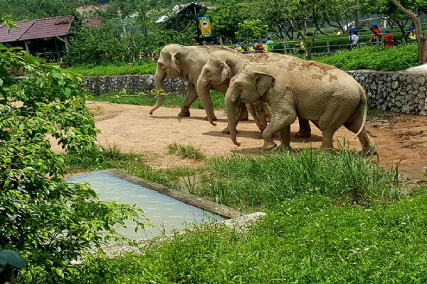 Be green in Dong Du Garden