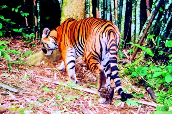 Tiger in Pumat national park