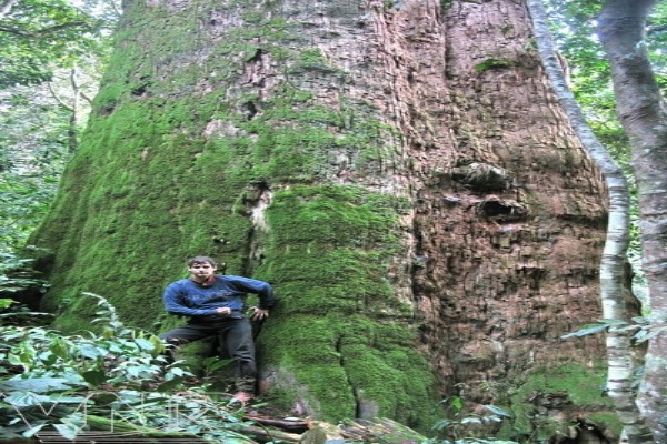 1000 years old tree