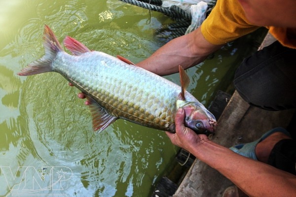 Fishing on Giang River