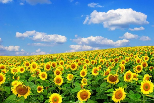 La beauté irrésistible des champs de tournesols à Nghia Dan, Nghe An