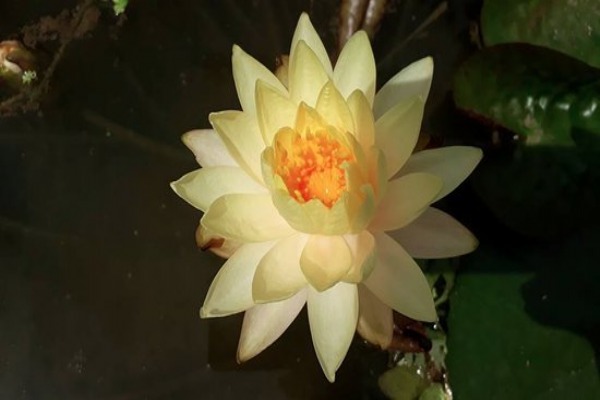 Amazing waterlily