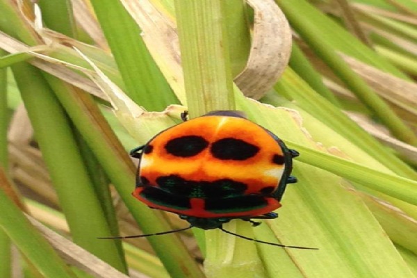 Lovely ladybird