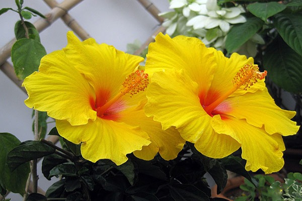 Yellow Hibiscus