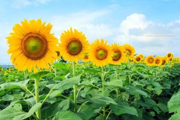 Sunflowers farm