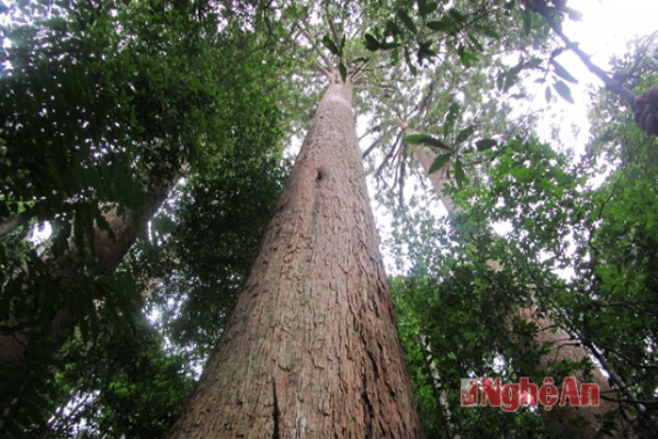 A japanese expert was inspired by natural treasure of Pu Mat National Park, Nghe An