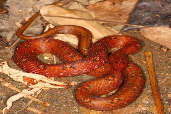 Red Snake