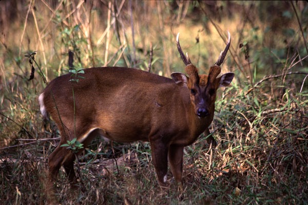 Muntjac