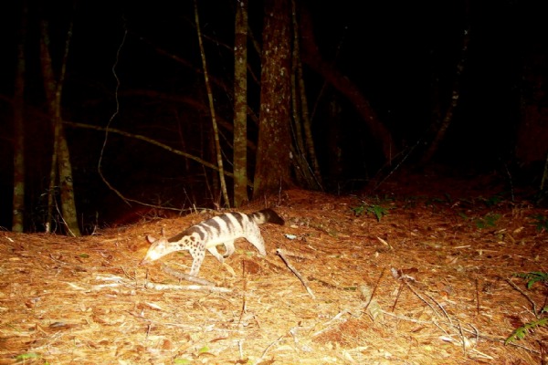 Wild Civet