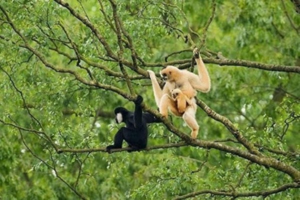 Gibbon