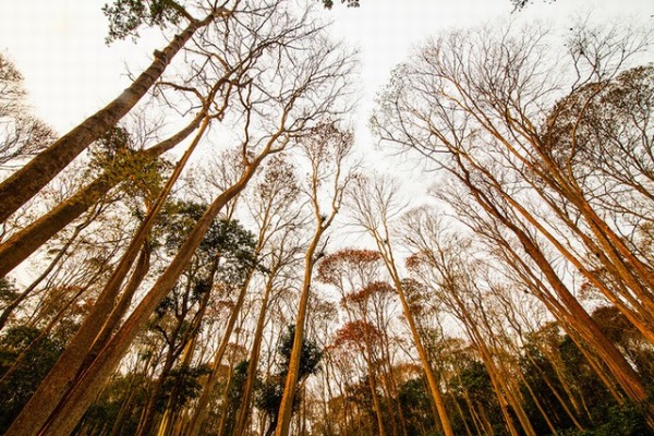 Sang Le Forest - Tuong Duong