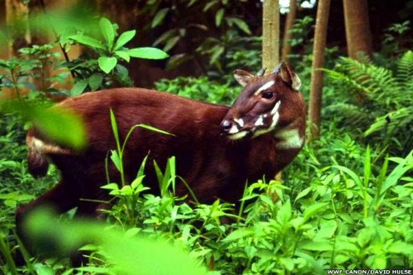 Saola in Pumat