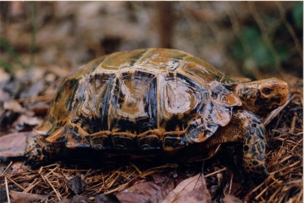 Tortue de Pu Mat